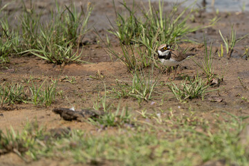  little ringed plover  in its natural habitat