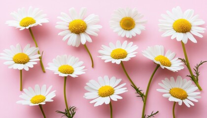 Obraz premium Delicate white daisies arranged artfully on a soft pink background