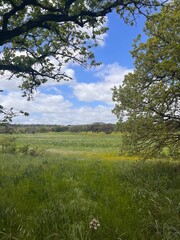 trees in the meadow, Ardara, Sardinia, Italy