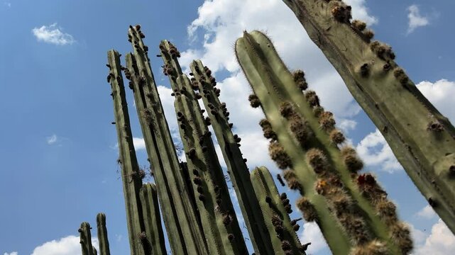 cielo azul con un grupo de cactaceas 