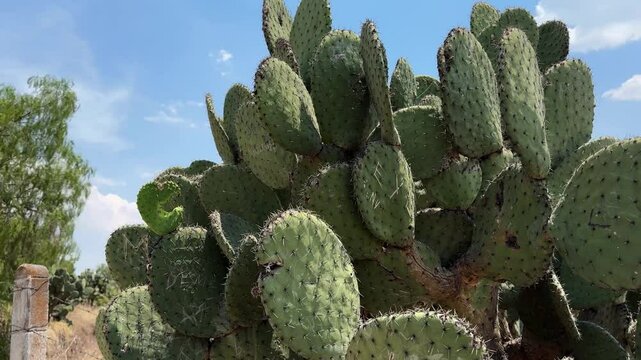 varias pencas de nopal bajo los rayos del sol