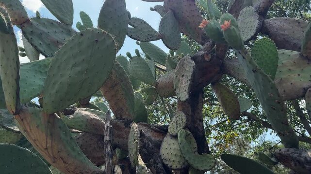 plantas viejas de nopal
