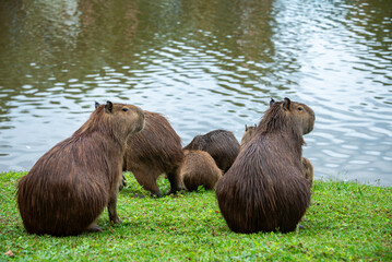 A group of capybaras in a park in Brazil