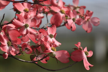 薄紅色のハナミズキ