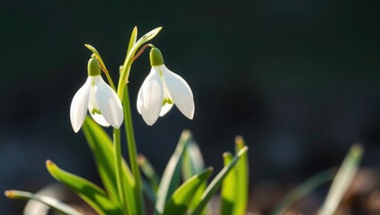 spring snowdrop flowers