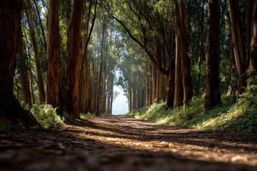 Walking Path Through Eucalyptus Grove with Sunlight Shining Through Trees