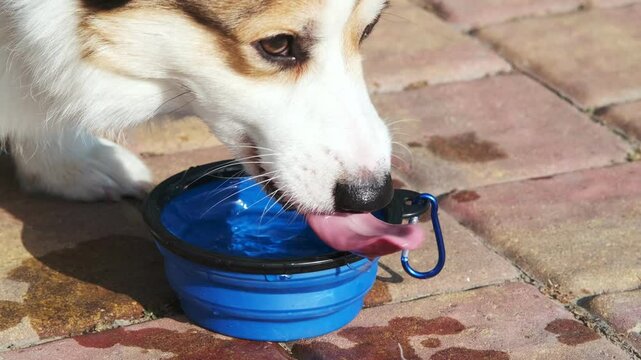 Red and white Welsh Corgi Pembroke drinks water from a silicone collapsible bowl, splashing droplets around. Close-up. Walking on a sunny day in a city park. Care concept, animal life
