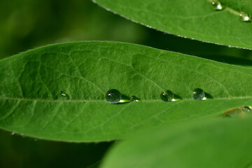 Regentropfen auf einem Lupinenblatt