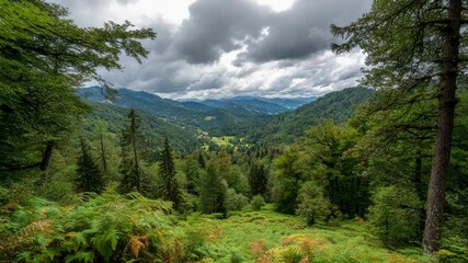 Scenic vista of verdant mountain range with dense forest under dramatic overcast sky, distant peaks and lush ferns in foreground, nature beauty
