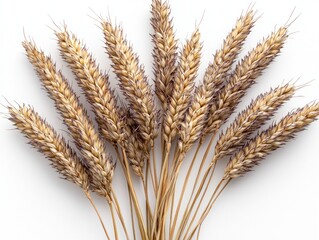 Close-up of a bouquet of dried wheat stalks arranged against a white background. The stalks are golden-brown, showcasing textures and details