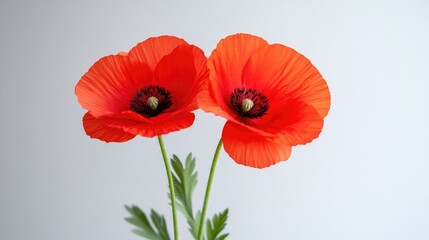 Fototapeta premium Two vibrant red poppies in full bloom standing side by side against a soft white background, close-up nature composition, and delicate and elegant floral arrangement.