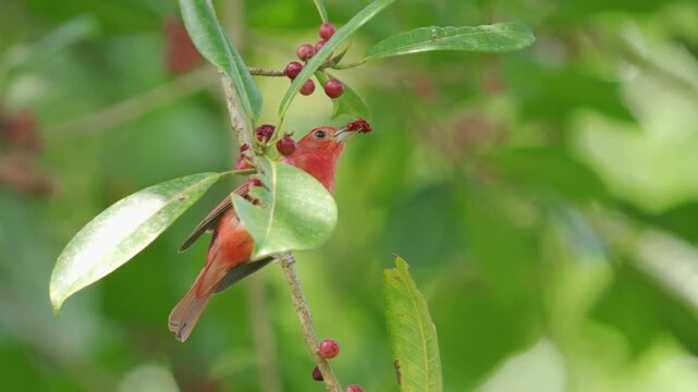 Video of a male Summer Tanager (Piranga rubra) feeding on seeds from a tree, surrounded by vibrant green vegetation. The bird&rsquo;s intense red plumage stands out vividly against the lush background, crea
