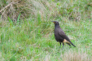 Bird