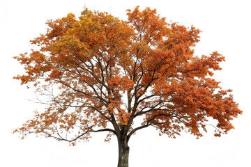 Set of autumn Quercus palustris (also called pin oak, swamp oak, or Spanish oak) trees isolated png on a transparent background perfectly cutout