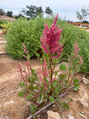 Blossom Knotweed or Pink Sorrel (lat.- Rumex cyprius)