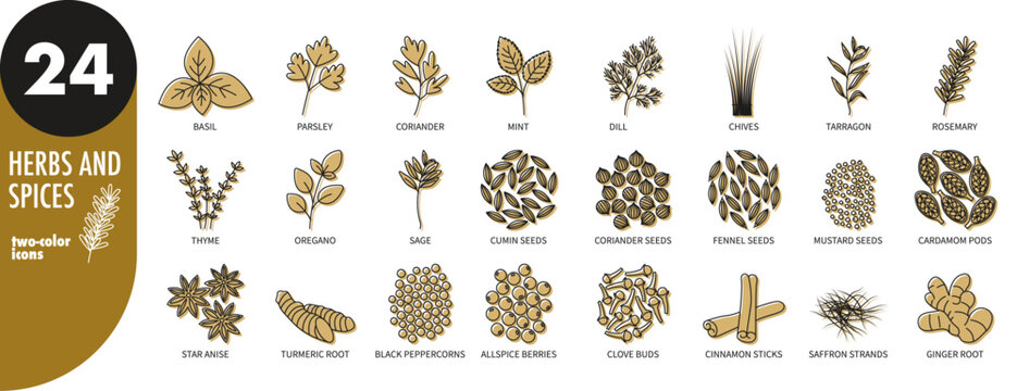 Herbs and spices - thin line icons set with green fill. Basil, mint, coriander, parsley, chives, rosemary, thyme, tarragon, sage, oregano, cumin, fennel, cardamom, anise, turmeric, vector illustration