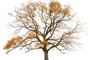 Fototapeta premium Set of autumn Quercus palustris (also called pin oak, swamp oak, or Spanish oak) trees isolated png on a transparent background perfectly cutout