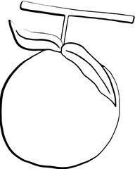 Lined Oranges with Branch Hand Drawn Illustration