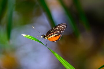 Tiger Longwing Butterfly at Meijer Botanical Gardens, in Grand Rapids, Michigan.