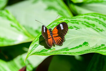 Heliconius melpomene aglaope or Postman Butterfly at Meijer Botanical Gardens, in Grand Rapids, Michigan.