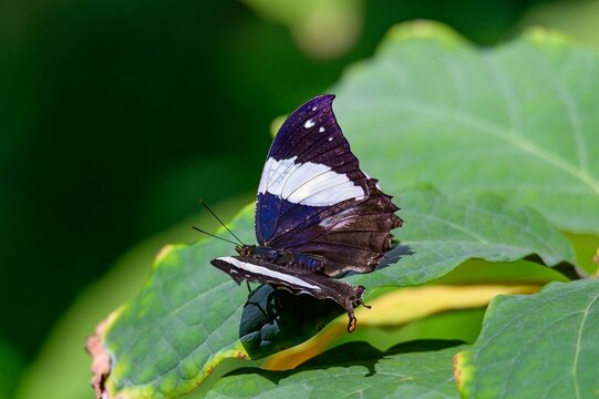 A silver studded leafwing butterfly at the Meijer Botanical Gardens in Grand Rapids, Michigan.