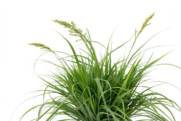 Fototapeta premium Set of Miscanthus sinensis gracillimus and Pennisetum setaceum rubrum isolated png on a transparent background perfectly cutout high resolution 