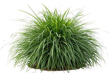 Fototapeta premium Set of Miscanthus sinensis gracillimus and Pennisetum setaceum rubrum isolated png on a transparent background perfectly cutout high resolution 