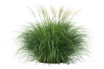 Set of Miscanthus sinensis gracillimus and Pennisetum setaceum rubrum isolated png on a transparent background perfectly cutout high resolution
