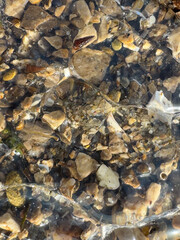 transparent Jellyfish on Rocky Sea Bottom