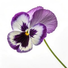 iris flower isolated on white