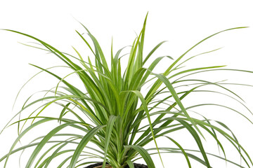 Fototapeta premium Set of Miscanthus sinensis gracillimus and Pennisetum setaceum rubrum isolated png on a transparent background perfectly cutout high resolution 