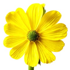 Obraz premium Natural Yellow Flower Close-Up