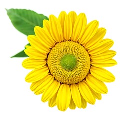 Fototapeta premium Sunflower Petals in High Detail