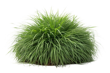 Set of Miscanthus sinensis gracillimus and Pennisetum setaceum rubrum isolated png on a transparent background perfectly cutout high resolution
