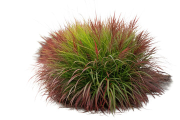 Set of Miscanthus sinensis gracillimus and Pennisetum setaceum rubrum isolated png on a transparent background perfectly cutout high resolution
