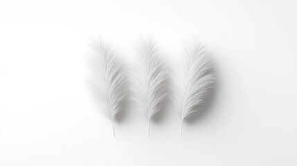 Obraz premium Three delicate white feathers arranged symmetrically on a plain white background