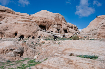 Fototapeta premium A herd of goats is grazing on a rocky hillside