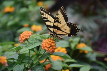 Butterfly on a lantana 