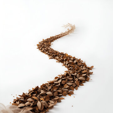 isolated  dry leaves with clopping path on white background
