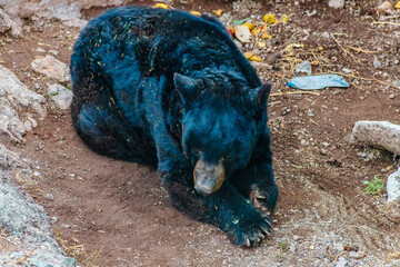 Ursus americanus eremicus, black bear with blue fur