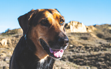 New zealand farm shepherd dog close up face portrait loyal friend