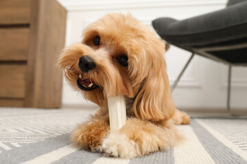 Cute dog with chew bone on floor at home