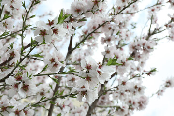 Beautiful blossoming cherry plum tree with white flowers outdoors, closeup