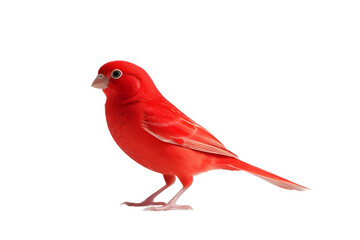 Vibrant Red Factor Canary Isolated on White for Bird and Pet Concepts: Uniform Red Plumage Imagery: Canary, Red, Factor, Isolated, White, Bird, Pet, Animal, Small, Single, Plumage, Bright

