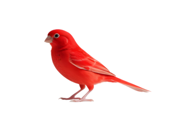 Vibrant Red Factor Canary Isolated on White for Bird and Pet Concepts: Uniform Red Plumage Imagery: Canary, Red, Factor, Isolated, White, Bird, Pet, Animal, Small, Single, Plumage, Bright


