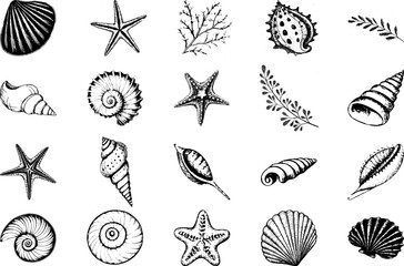 Vector illustration set with sea shells and ocean nature design.