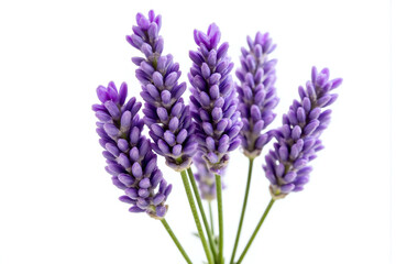 Obraz premium bunch of lavender flowers on a white background 21