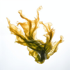 Sea Kelp on white background isolated
