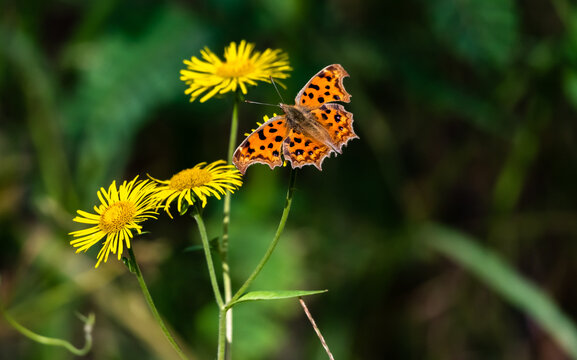 Fototapeta butterfly on yellow flower