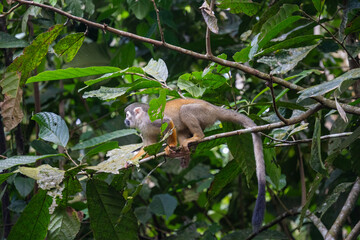 Ecuadorian squirrel monkey (Saimiri cassiquiarensis macrodon) in a tree at a jungle lodge in Archidona, in Napo province, Ecuador